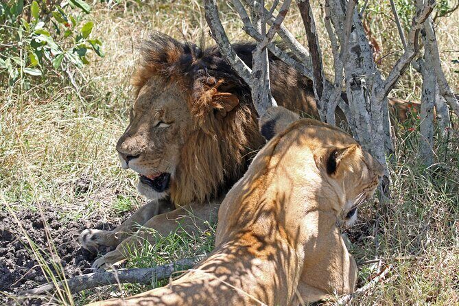 Half-Day Nairobi National Park Private Tour with admission - Price and value: what you’re really paying for