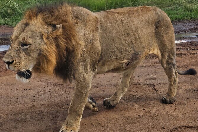 Half-Day Nairobi National Park Private Tour with admission - Weather, timing, and the one thing to confirm