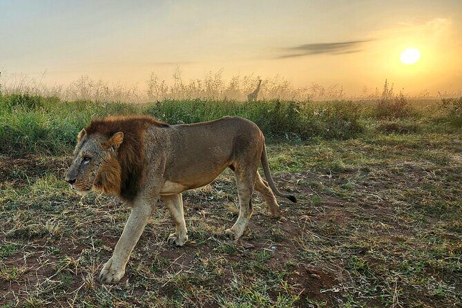 Half-Day Nairobi National Park Private Tour with admission - Who this tour fits best (and who should look elsewhere)