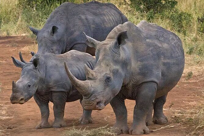 Half-Day Nairobi National Park Private Tour with admission - The 4-hour game drive: what you’re actually aiming to see