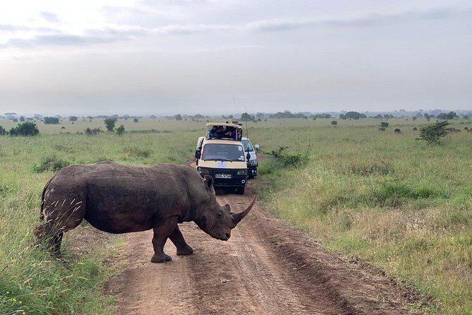 Half-Day Nairobi National Park Safari from Nairobi with Free Pickup - Nairobi National Park: A Big-Safari Feeling in Half a Day