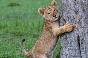 Half-Day Nairobi National Park Safari from Nairobi with Free Pickup - The Nairobi game drive plan: How the day usually flows
