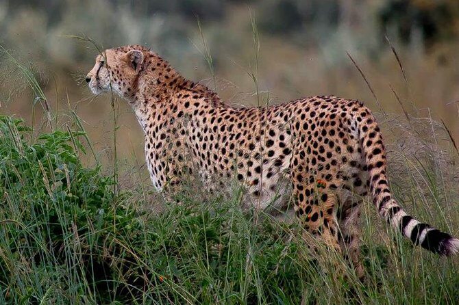 Half-Day Nairobi National Park Safari from Nairobi with Free Pickup - Pickup and timing: What “free pickup” means in real life