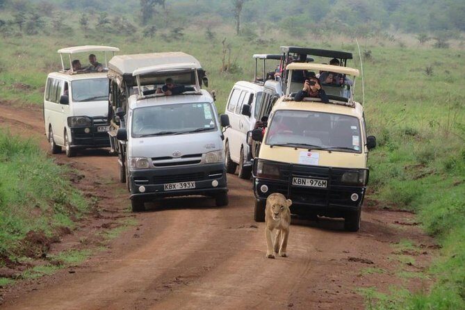Half-Day Nairobi National Park Safari from Nairobi with Free Pickup - Inside the safari van: Open-roof comfort and the bumpy truth