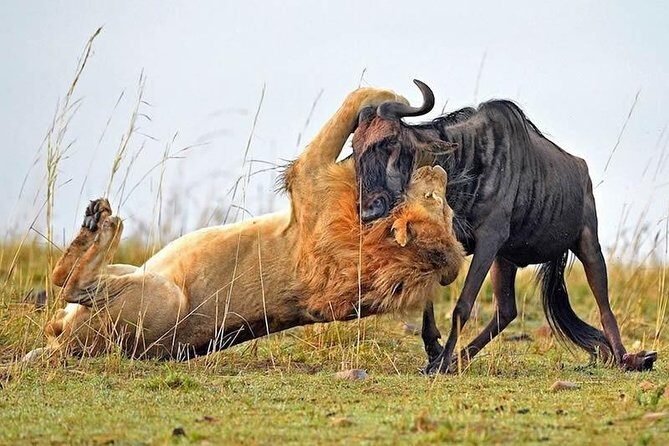 Half-Day Nairobi National Park Safari from Nairobi with Free Pickup - Price and park fees: The real cost you should budget