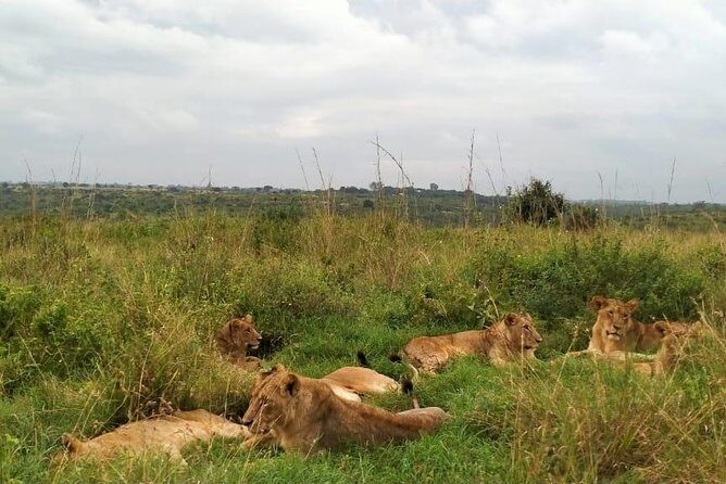 Half-Day Nairobi National Park Safari from Nairobi with Free Pickup - Guides who make a difference: Joel, Martin, Watson, Wilson, and James