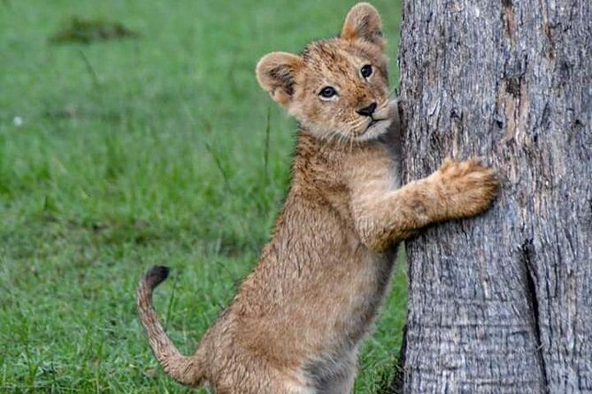 Half-Day Nairobi National Park Safari from Nairobi with Free Pickup - The Nairobi game drive plan: How the day usually flows