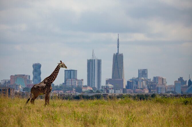 Half-Day Private Guided Safari Tour to Nairobi National Park - Nairobi National Park in a half-day: why it works