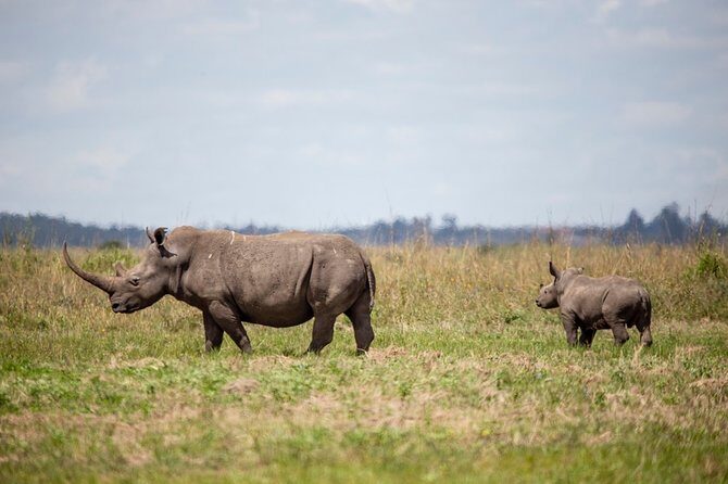 Half-Day Private Guided Safari Tour to Nairobi National Park - Getting there: door-to-door pickup without the headache