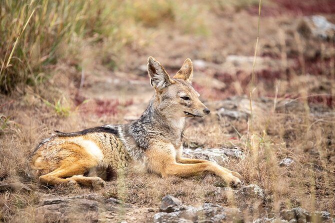 Half-Day Private Guided Safari Tour to Nairobi National Park - When you should book this half-day safari