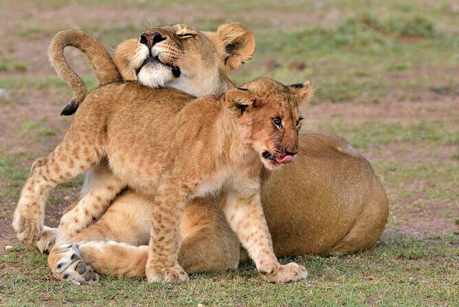 Half Day Safari at Nairobi National Park - Key highlights before you go