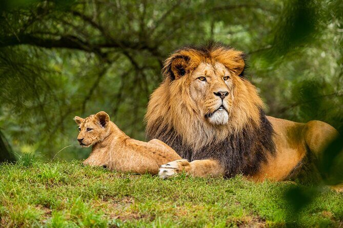 Half Day Safari at Nairobi National Park - What you might see: big cats and the Nairobi mix