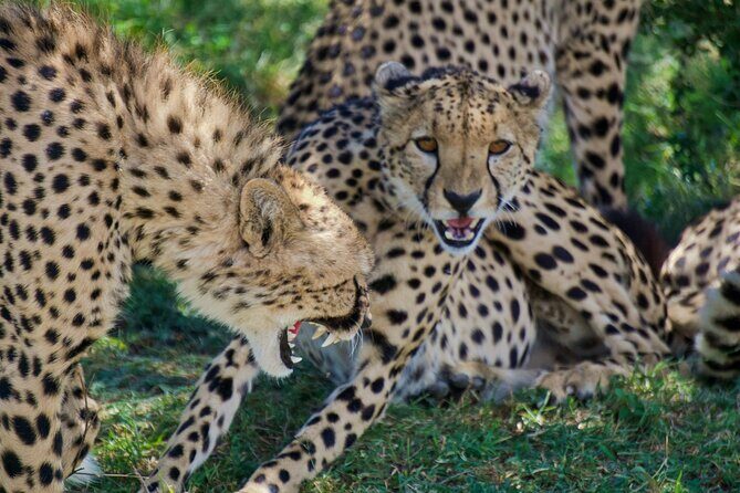Half Day Safari at Nairobi National Park - Practical tips that match how this safari runs