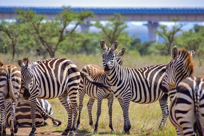 Half Day Safari at Nairobi National Park - The 4WD game drive: how the route and timing help sightings