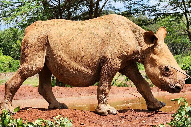 Half day tour to Elephant orphanage & Giraffe Centre Nairobi - Sheldrick Wildlife Trust: baby elephants, milk time, and how the program works