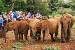 Half day tour to Elephant orphanage & Giraffe Centre Nairobi - Giraffe Centre: Rothschild giraffes, feeding time, and learning the basics fast