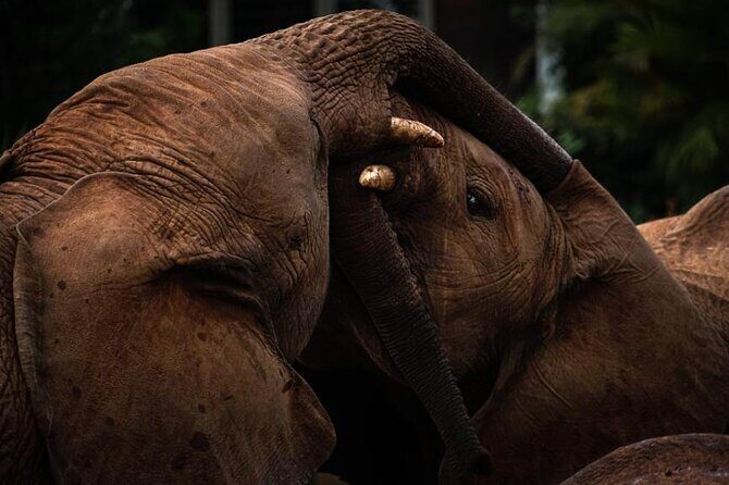 Half day tour to Elephant orphanage & Giraffe Centre Nairobi - Optional Nairobi National Park: when the fee becomes the main plot