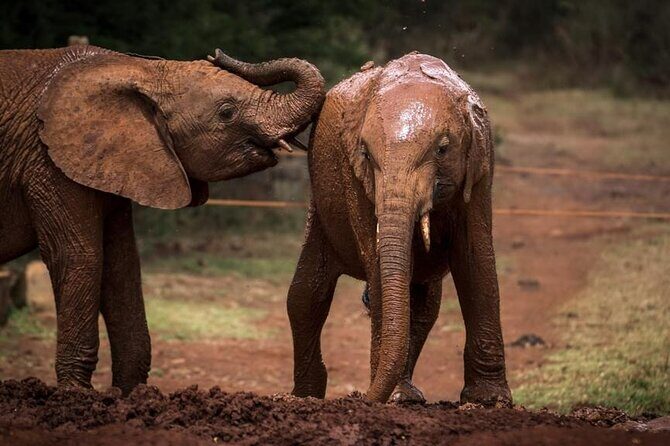 Half day tour to Elephant orphanage & Giraffe Centre Nairobi - Karen Blixen Museum (optional): a slower change of pace from wildlife