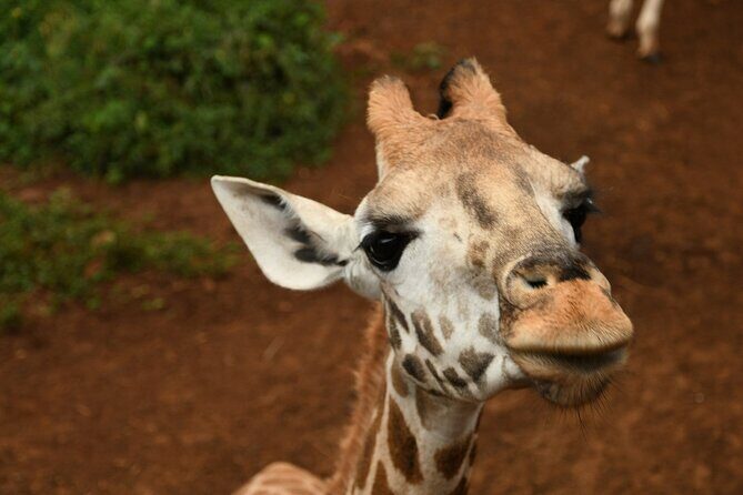 Half day tour to Elephant orphanage & Giraffe Centre Nairobi - Who should book this tour, and who should think twice