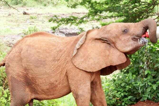 Half day tour to Elephant orphanage & Giraffe Centre Nairobi - Should you book? My honest recommendation