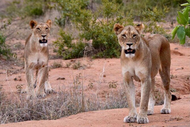 Half day wildlife tour to Nairobi National Park Game Drive with Pickup/Drop off - Key highlights worth your attention