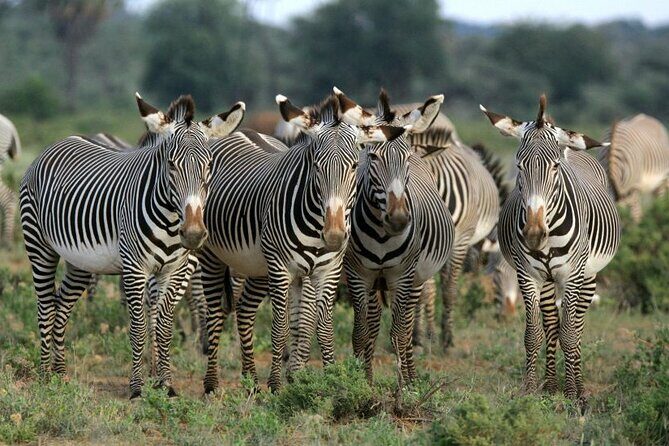 Half day wildlife tour to Nairobi National Park Game Drive with Pickup/Drop off - Nairobi National Park in 4 Hours: Why This Works