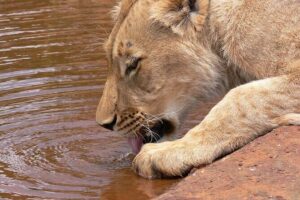 Half day wildlife tour to Nairobi National Park Game Drive with Pickup/Drop off - Price and logistics: what $45 includes (and what it doesn’t)
