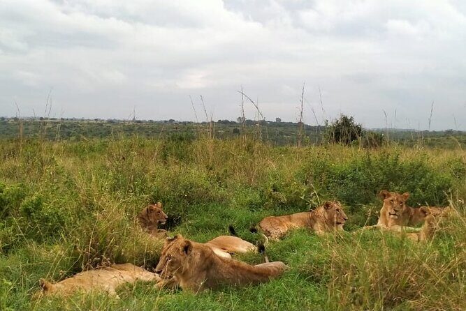 Half day wildlife tour to Nairobi National Park Game Drive with Pickup/Drop off - Pickup and timing: door-to-door without the stress