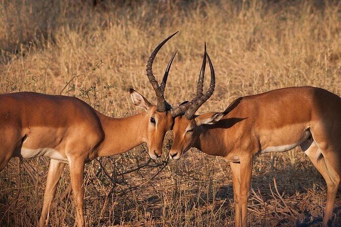 Half day wildlife tour to Nairobi National Park Game Drive with Pickup/Drop off - Big sightings: what you can reasonably hope to see