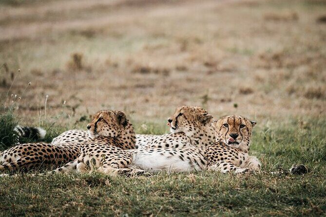 Half day wildlife tour to Nairobi National Park Game Drive with Pickup/Drop off - Who should book this tour, and who might want more time