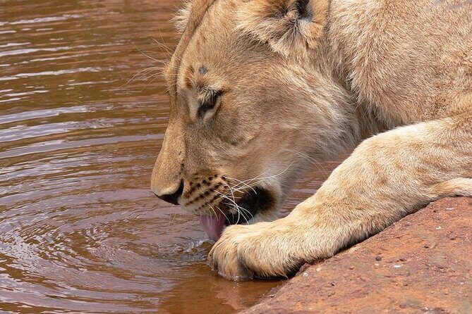 Half day wildlife tour to Nairobi National Park Game Drive with Pickup/Drop off - Price and logistics: what $45 includes (and what it doesn’t)