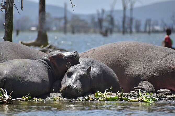 Hell's Gate National Park and Lake Naivasha Private Tour - Who Should Book This Private Hell’s Gate and Naivasha Day
