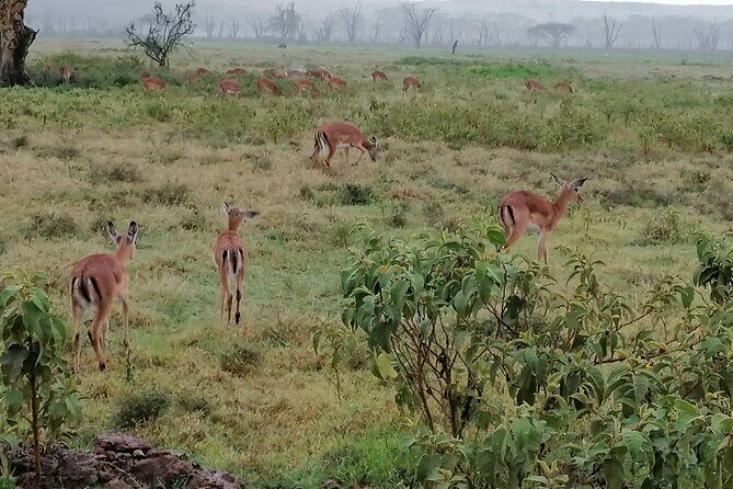 Hell's Gate National Park Private Bike Tour from Nairobi - Maasai community visit: cultural context in the middle of the day