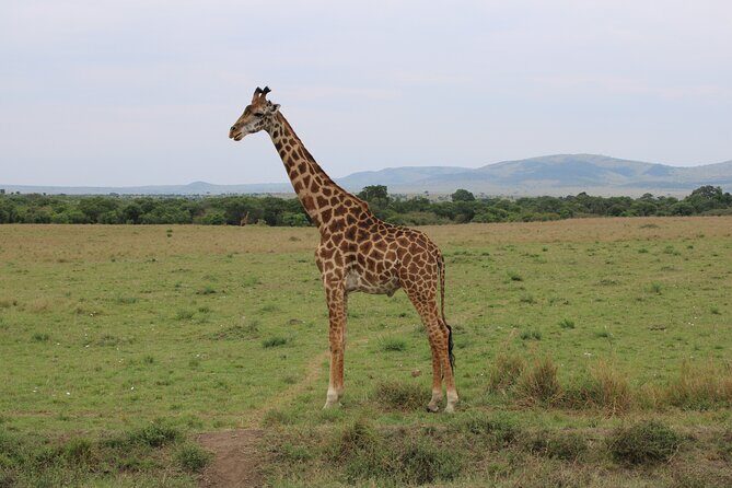 Hell's Gate National Park Private Bike Tour from Nairobi - Lunch at Naivasha and the optional boat for hippos
