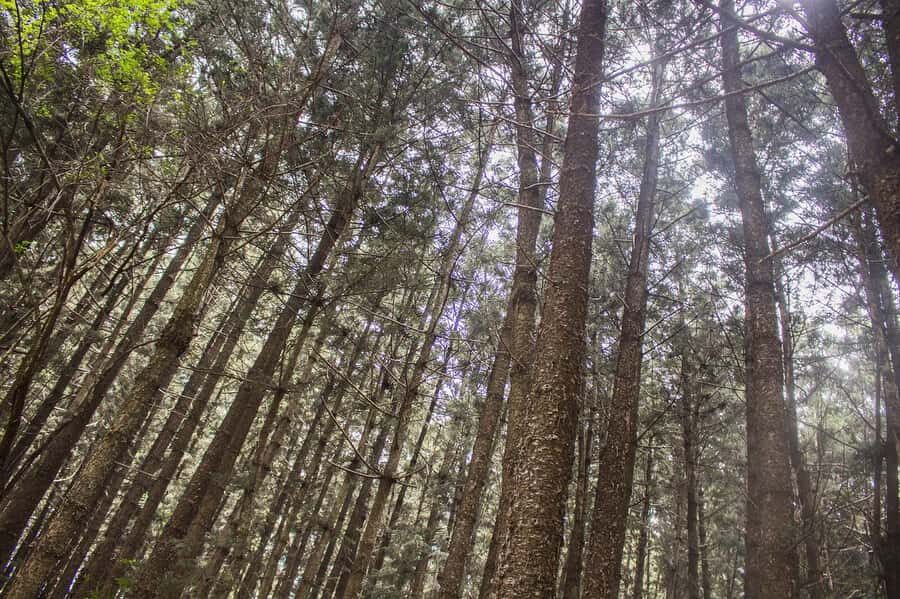 Hike in The Karura Forest - The 4-hour flow: breaks, photos, and an easy rhythm