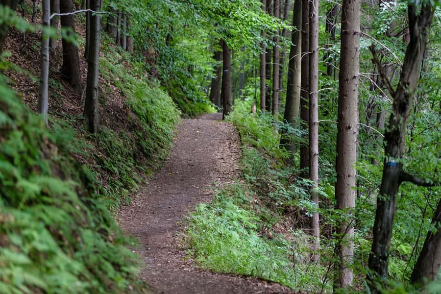 Hike in The Karura Forest - Wildlife spotting and birdwatching: treat sightings as bonus points