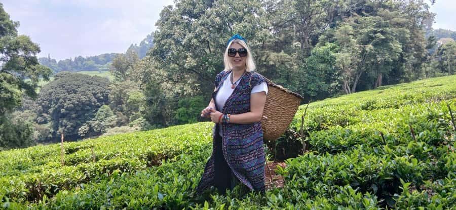 Kaimbethu tea farm tour and lunch package - Tea Lessons: From Picking Leaves to Tea Tasting