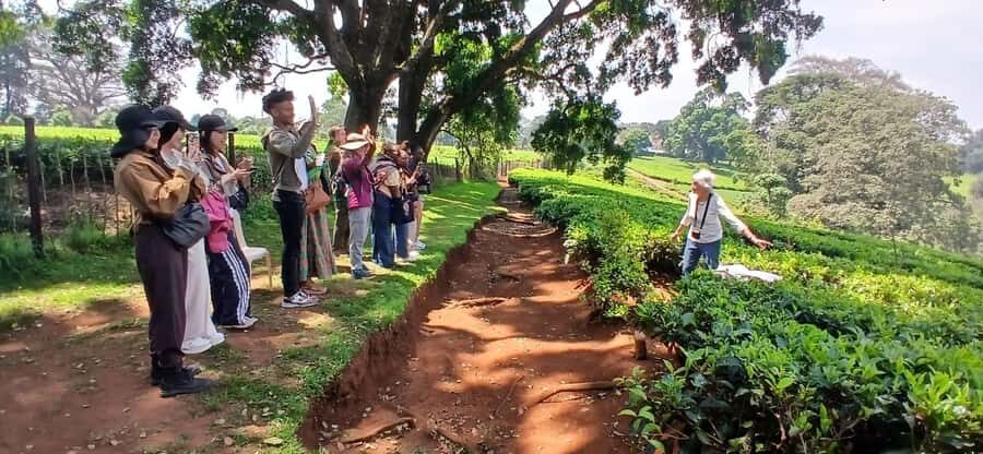 Kaimbethu tea farm tour and lunch package - Quick Tips to Avoid Friction on the Day
