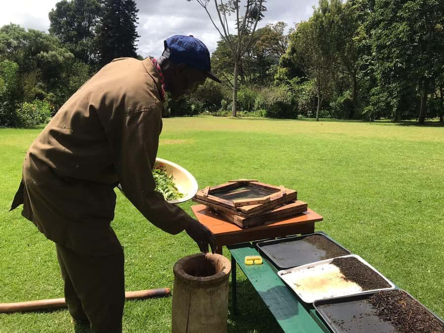 Kaimbethu tea farm tour and lunch package - Strolling Through Plantations and Indigenous Forest