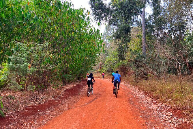 Karura Forest Nature Trail - Karura Forest Nature Trail: a Nairobi workout with real wildlife odds