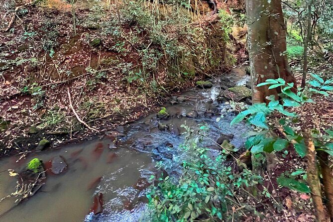 Karura Forest Nature Trail - How the 8am pickup turns into 3–5 hours of forest time