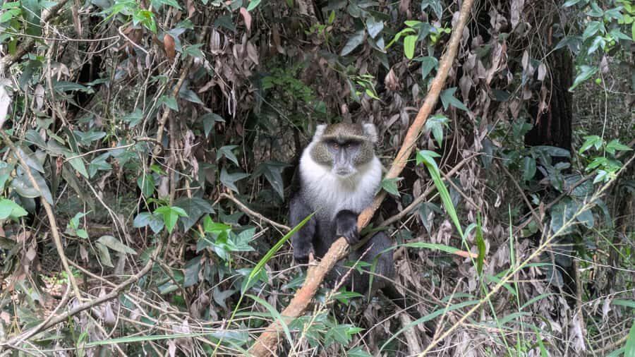 Karura Forest: Walking tour with Nature and Waterfalls. - Waterfalls: two different looks, two different photos