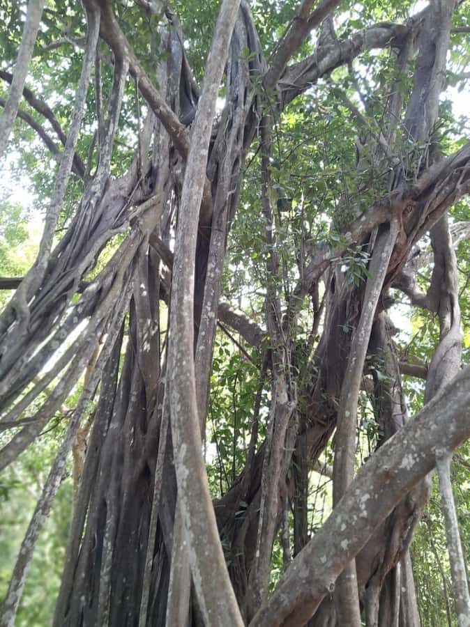 Kaya Kinondo Sacred Forest Guided Tour - Key highlights worth your attention