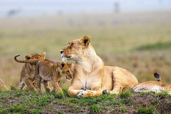 Keekorok Lodge 3 Days, 2 Nights Maasai Mara Offer - Your safari vehicle: a pop-up roof jeep built for real sightings