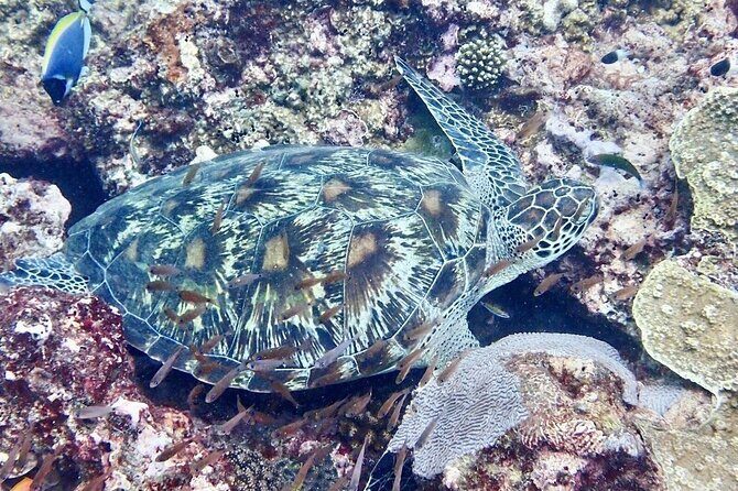 Kisite Mpunguti Day Trip. A day of Oceanic Wonders - Snorkeling Comfort Tips That Actually Help in Real Conditions