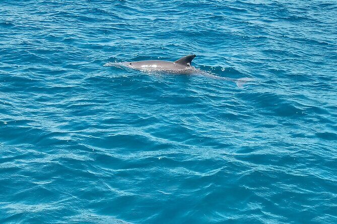 Kisite Mpunguti Day Trip. A day of Oceanic Wonders - Price and Value: What $110 Really Covers