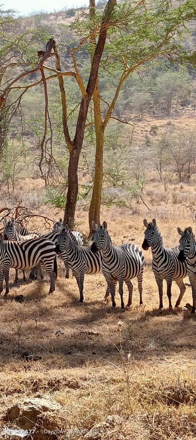 Lake Naivasha: Crescent Island Game Sanctuary - Key highlights you should care about