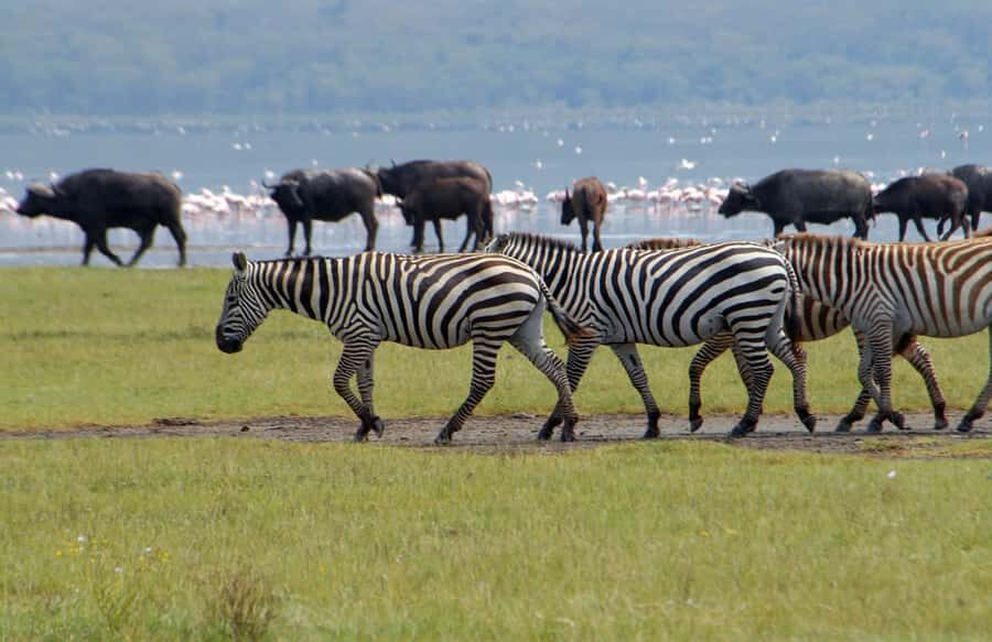 Lake Naivasha: Crescent Island Game Sanctuary - Crescent Island walking tour: the magic of close-range wildlife