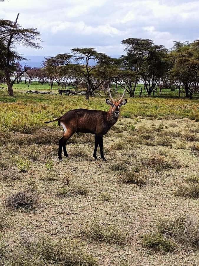 Lake Naivasha: Crescent Island Game Sanctuary - Price and value: what $70 really covers