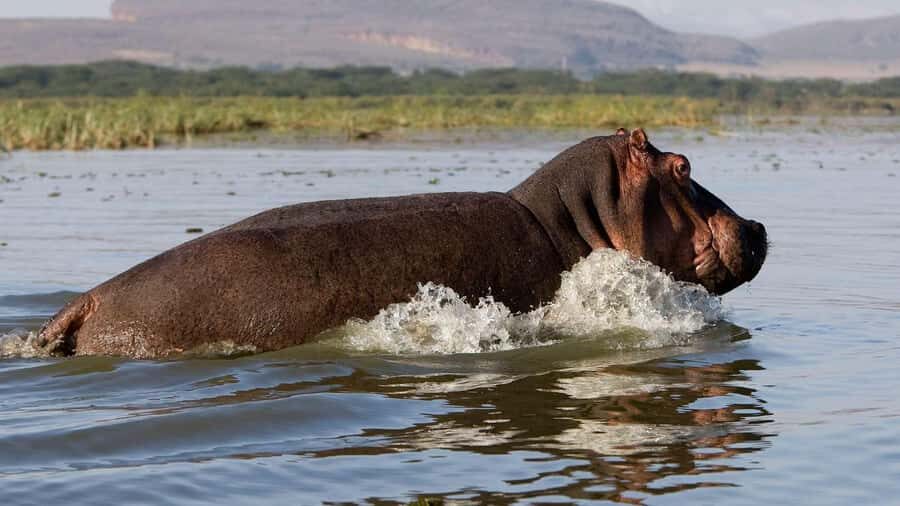 Lake Naivasha: Crescent Island Game Sanctuary - Lake Naivasha boat safari: hippos, waterbucks, and birds